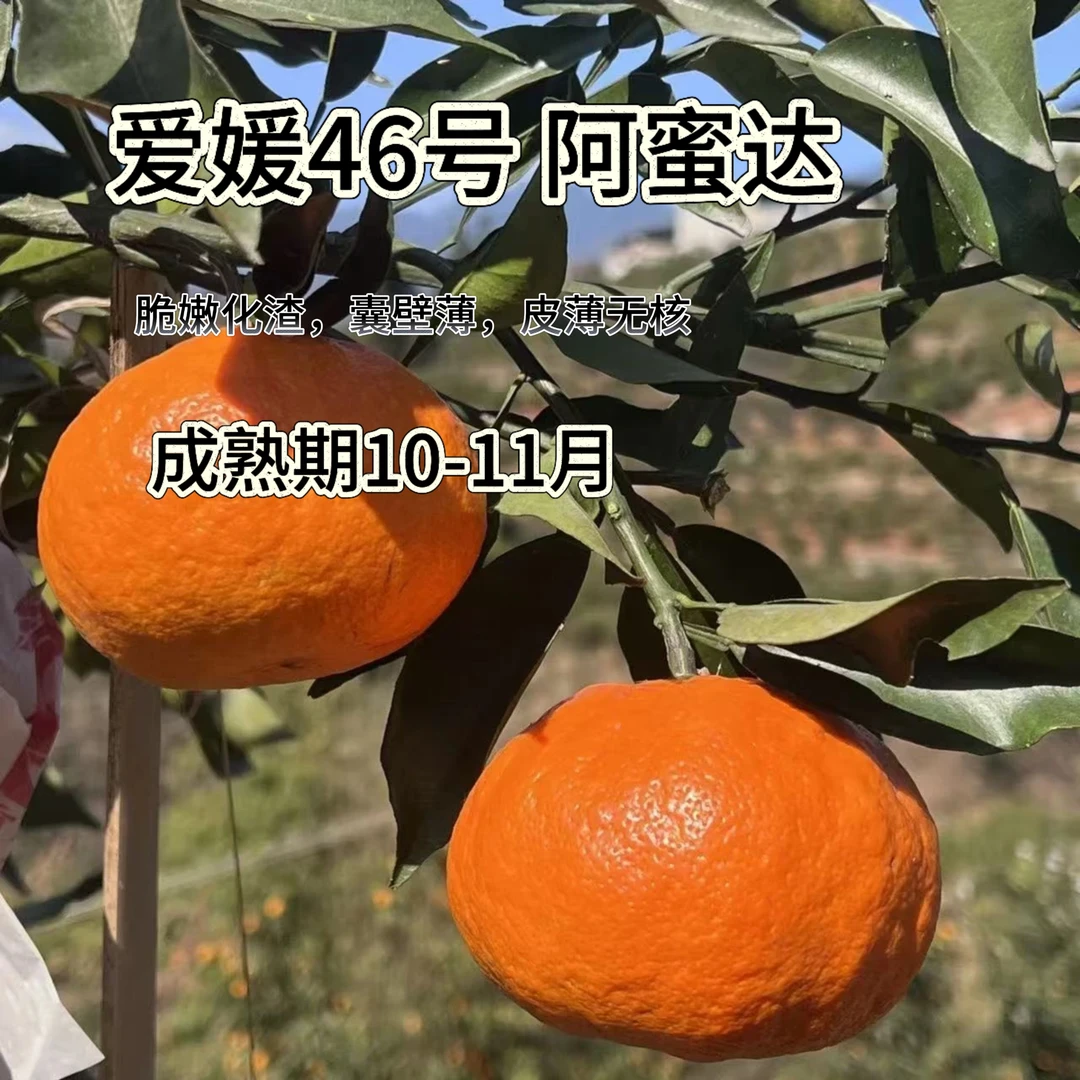 【爱媛46阿蜜达】直播福利 2颗 容器苗