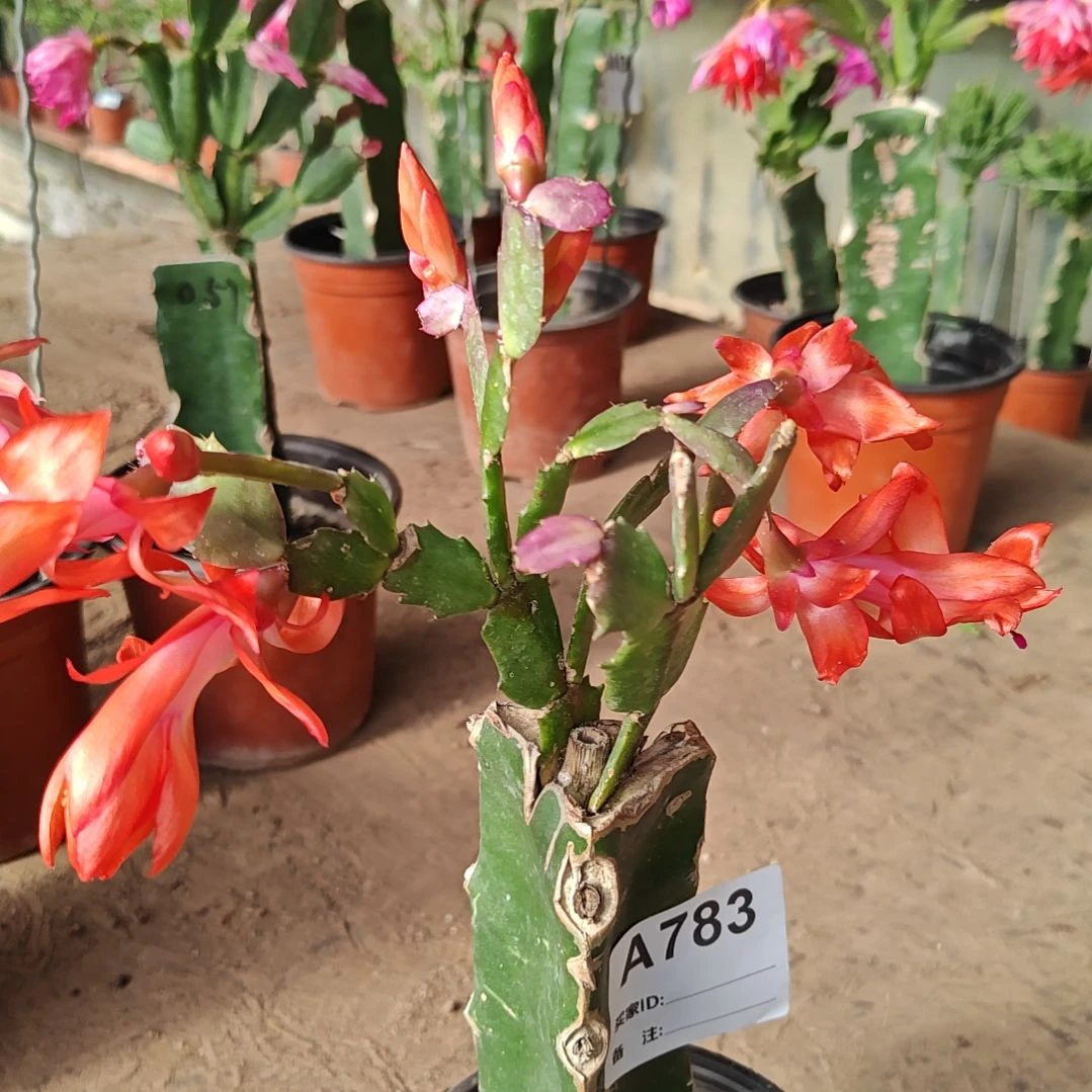 橙红双枝条脱土脱盆易掉芽苞s783