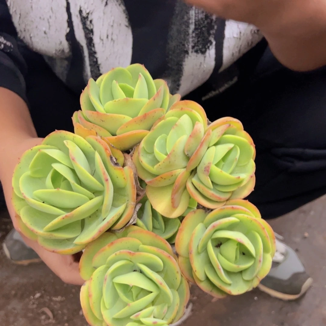 鸡蛋碧桃五头起发