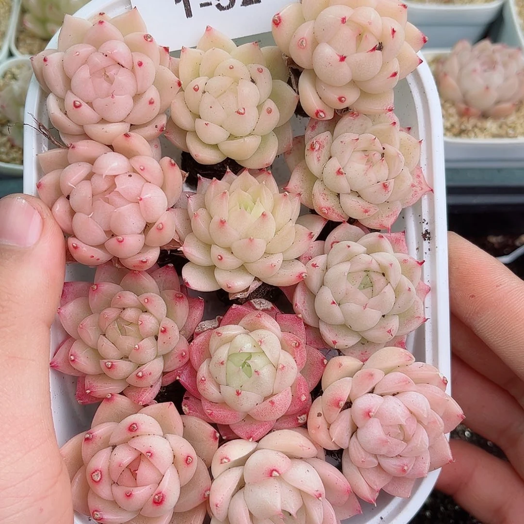 1-52 新疆西藏内蒙不发12.8包邮2-3公分