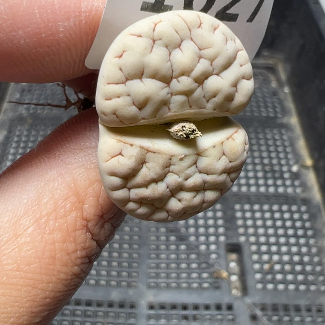 【闪购商品】1027……