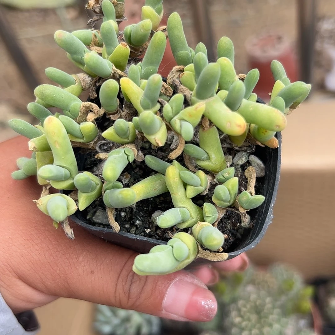 多肉植物多肉植物