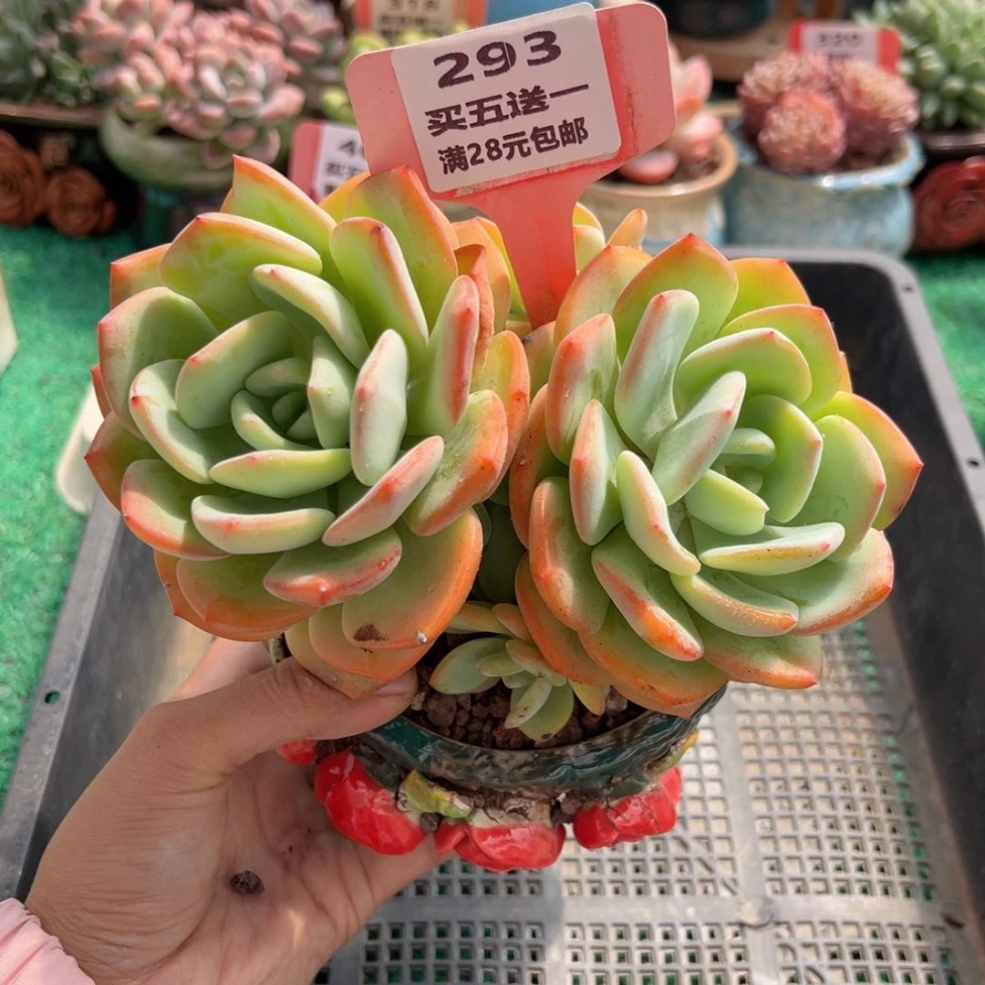 表妹精品多肉植物293.