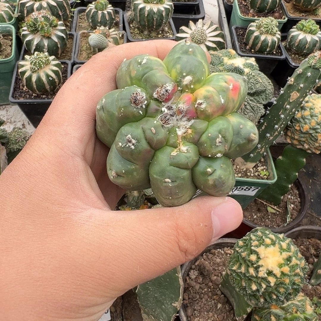 八楞龟甲鸾锦仙人球710