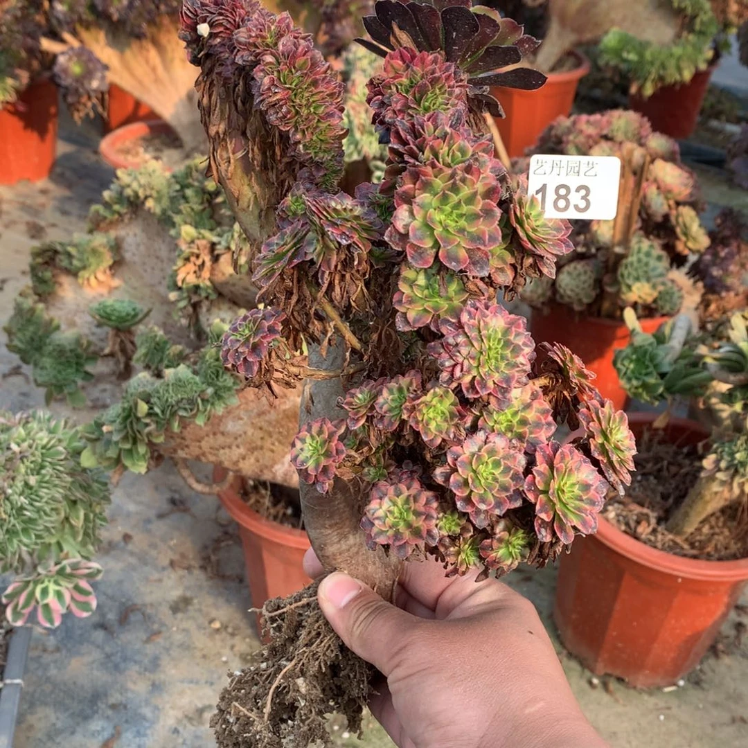 183铜壶黄多多一颗有瑕疵