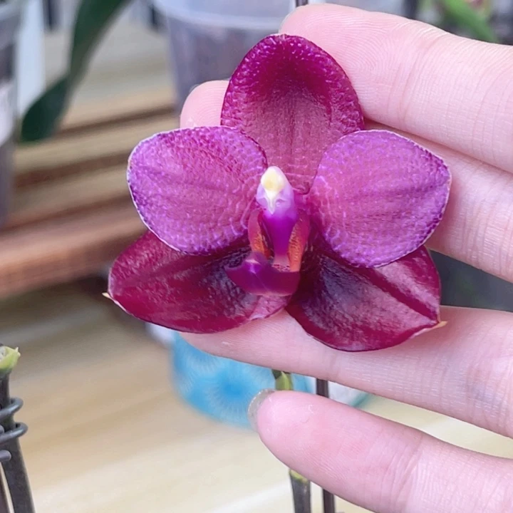 完全开放弥陀696-1482