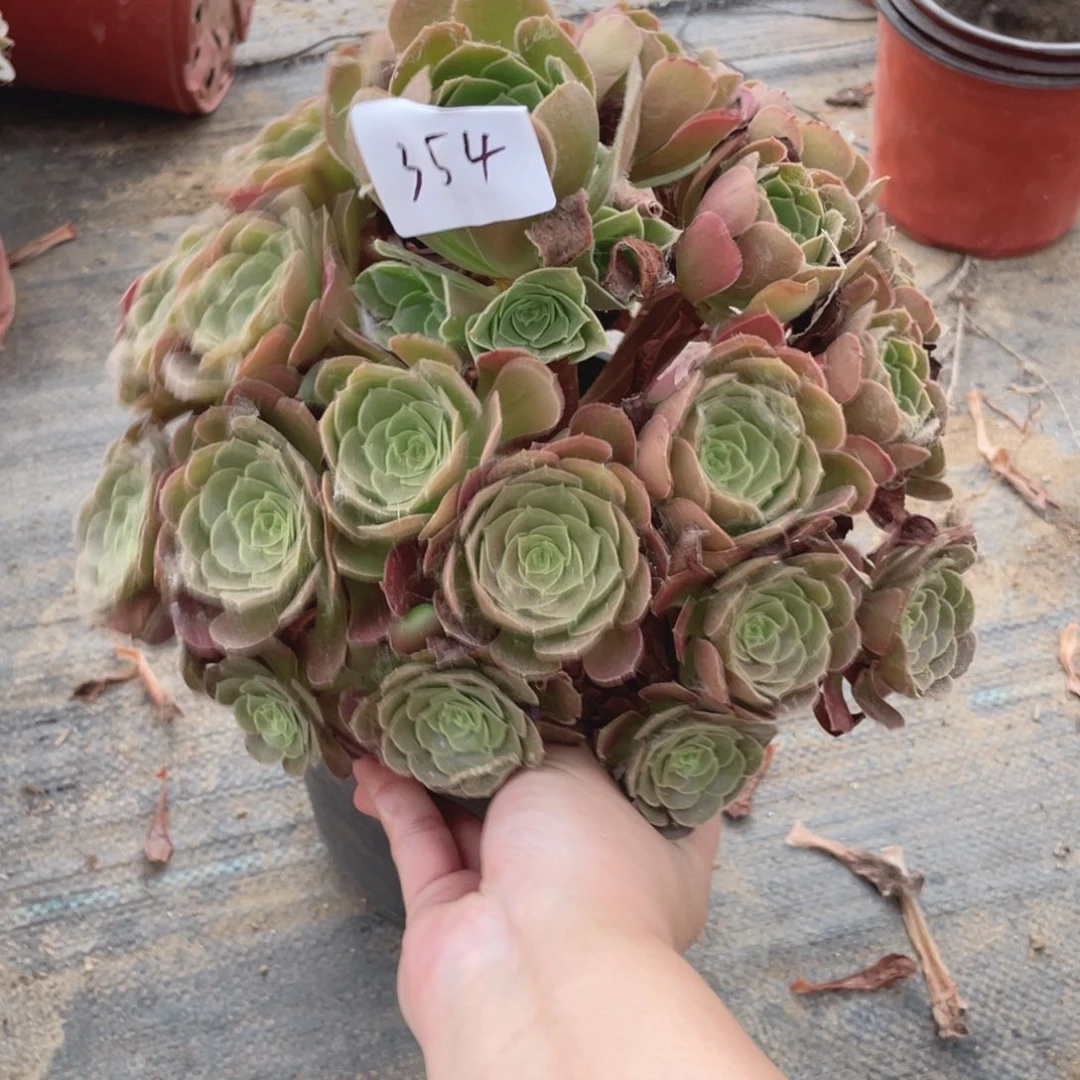 354荷兰玫瑰法师多肉断枝不售后