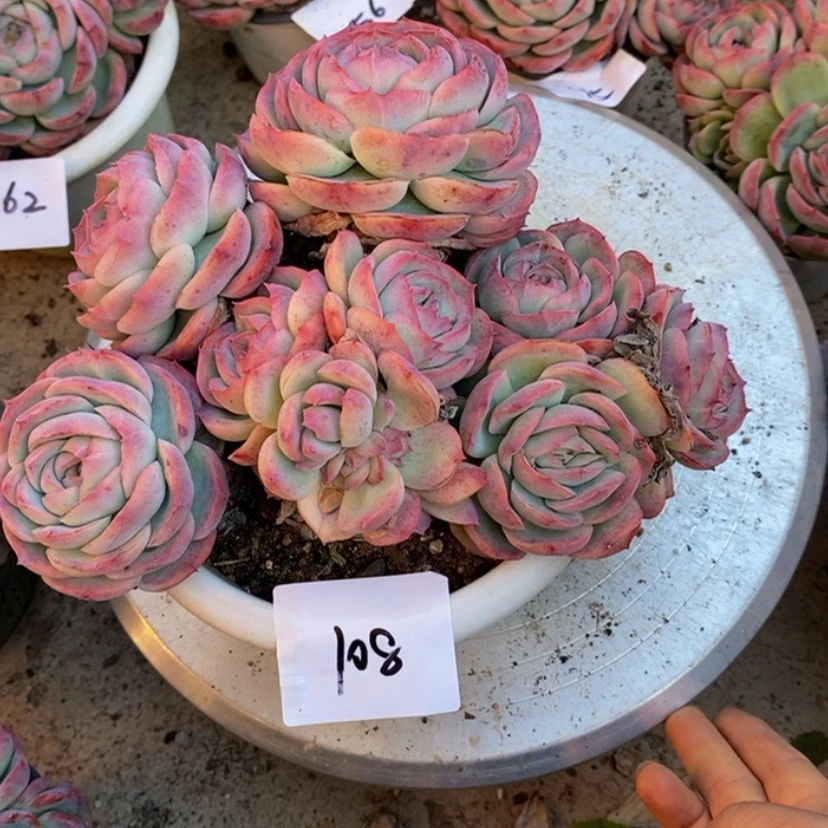 【闪购商品】白*白多肉植物