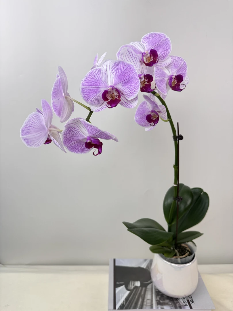 蝴蝶兰【仙桃】鲜花盆栽室内观赏花花佛山基地直发好养易活