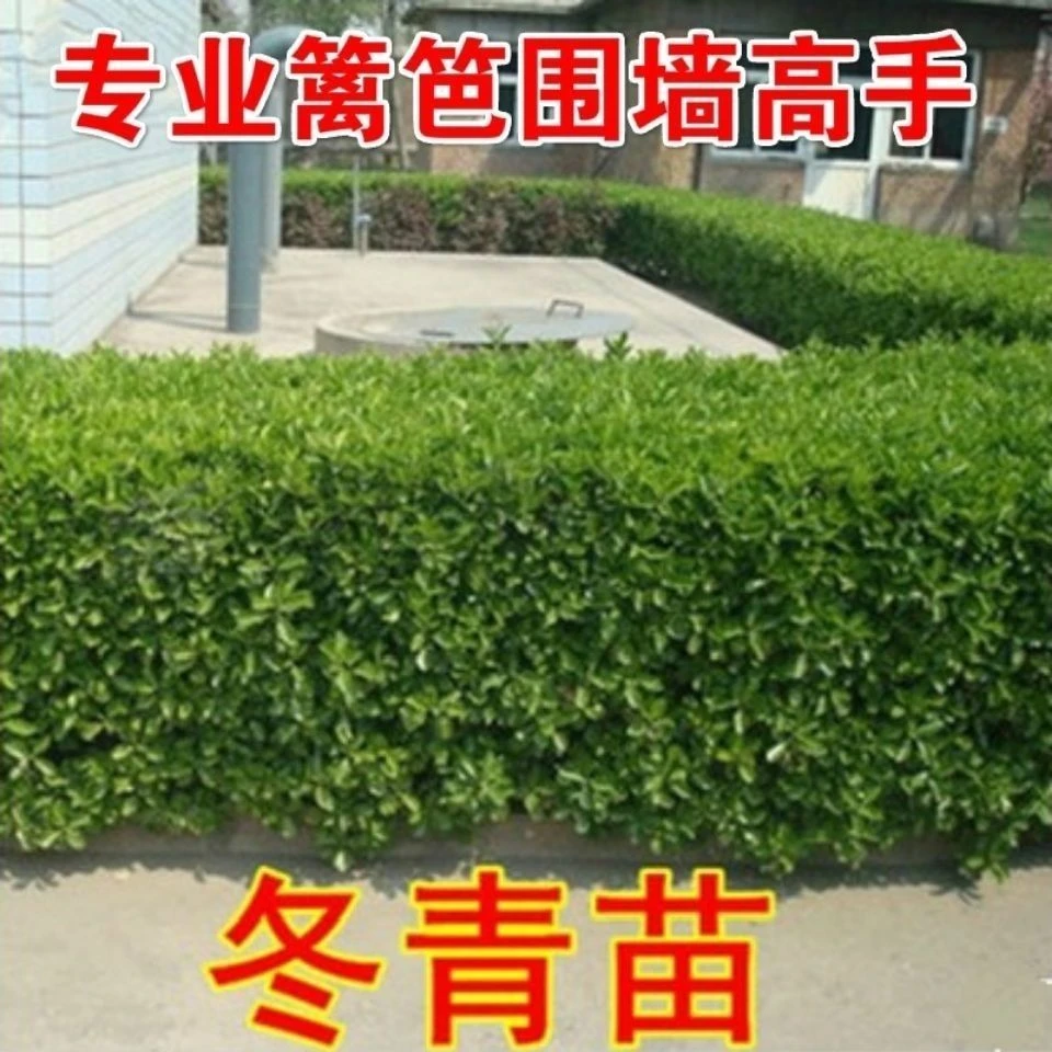 四季常青冬青苗裸根院庭绿化植物批发大叶黄杨篱笆花坛工程苗乔木
