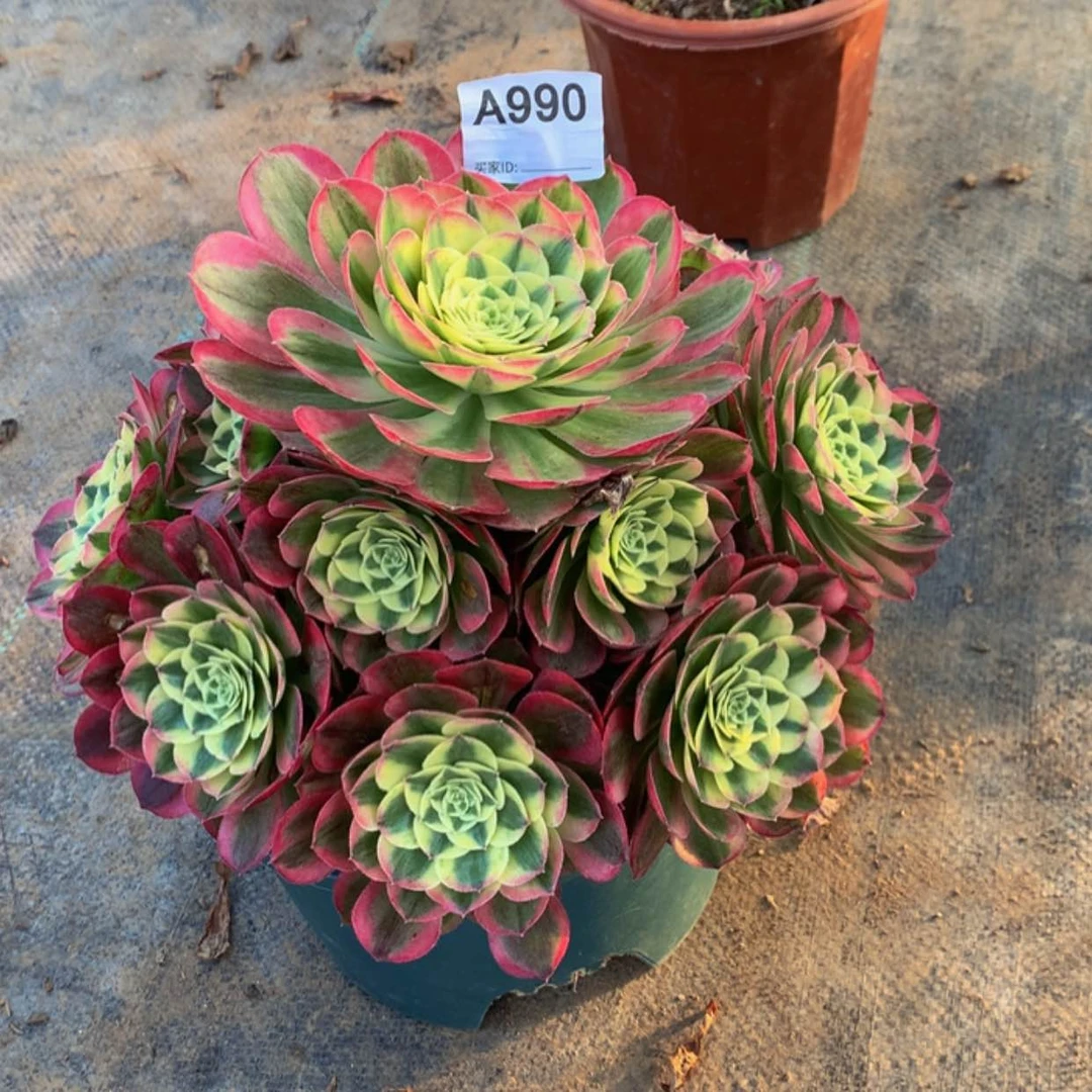 【闪购商品】990玉姿