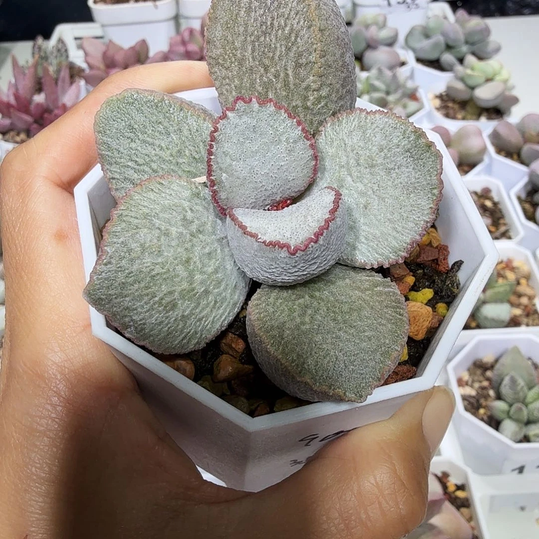 比****傲多肉水泡组合多颗多肉植物