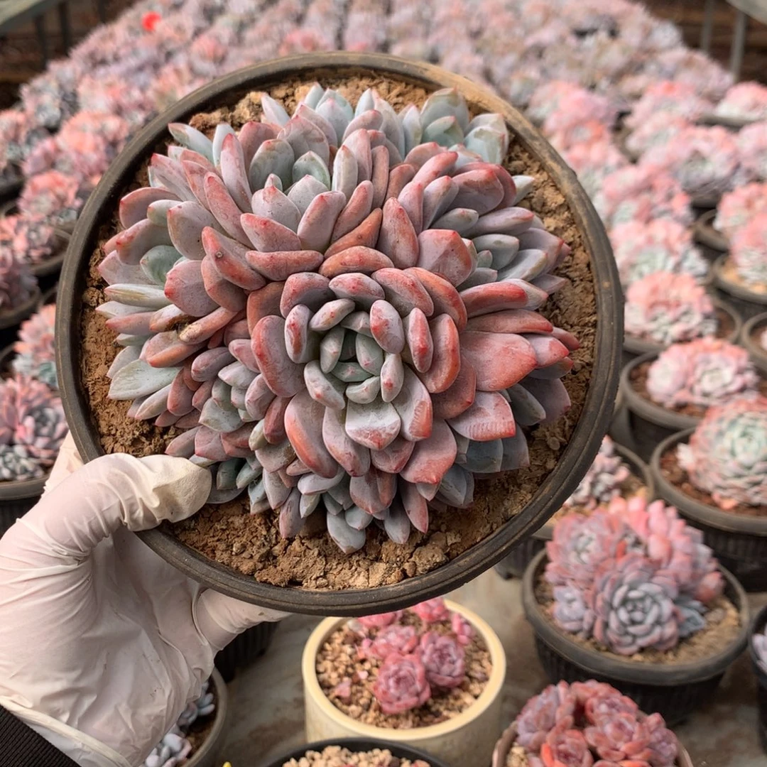 哈哈哈哈哈哈哈哈哈