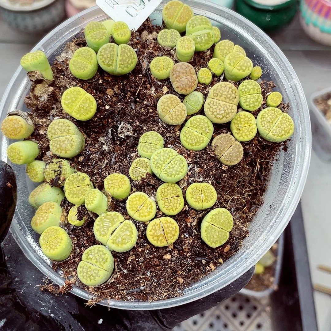 生石花满18包邮0927-44