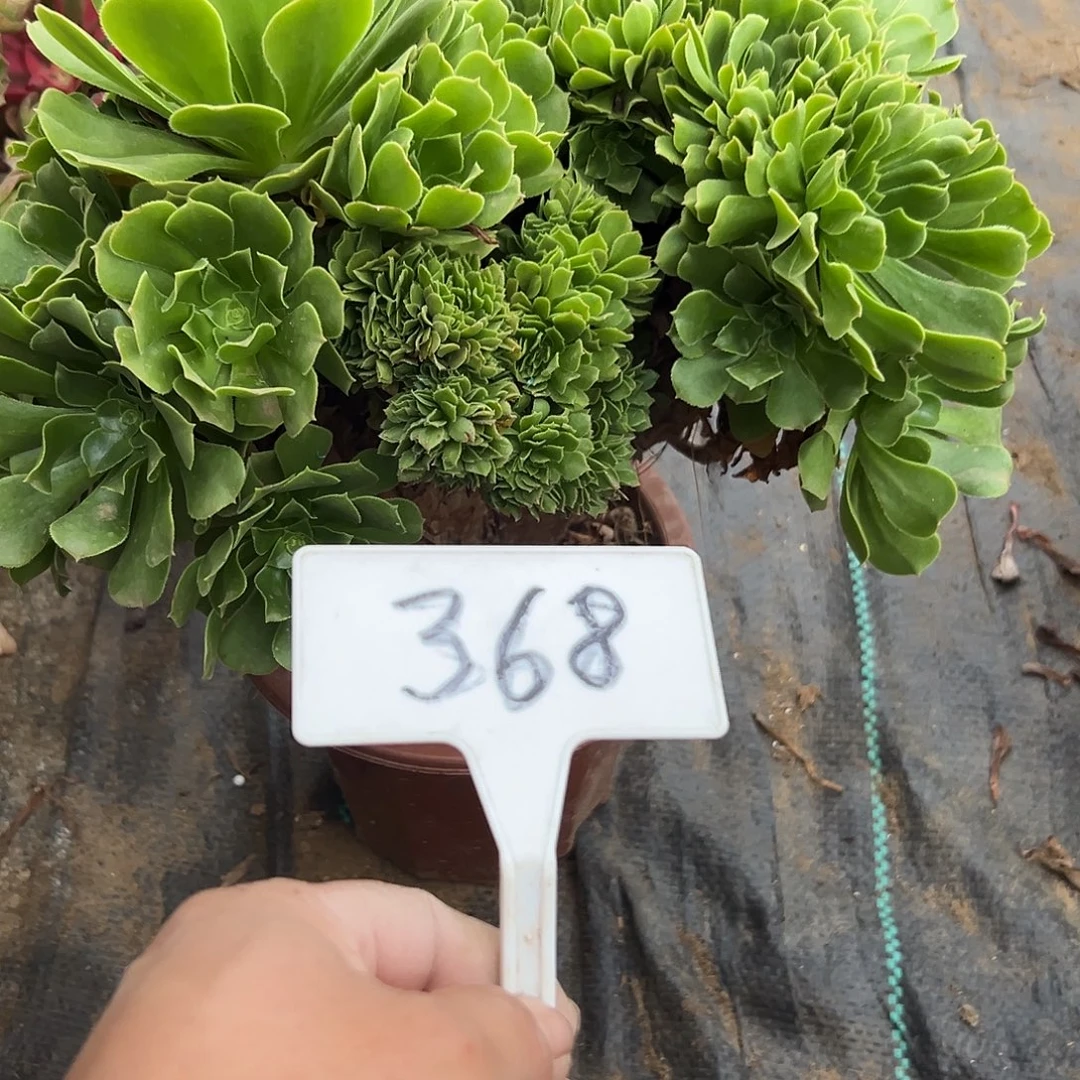 多肉植物绿羊绒缀花368