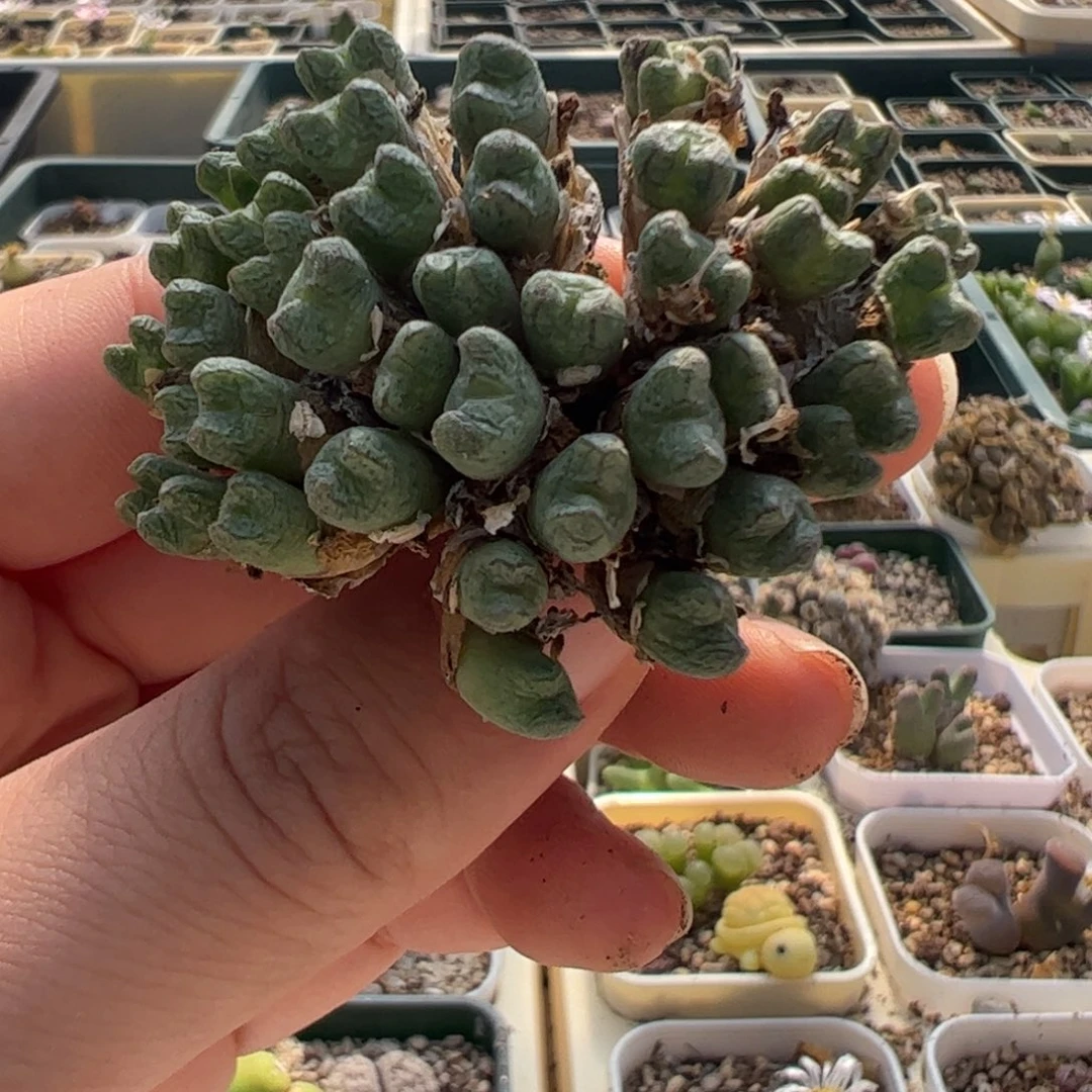 250 好看的多肉冲冲冲