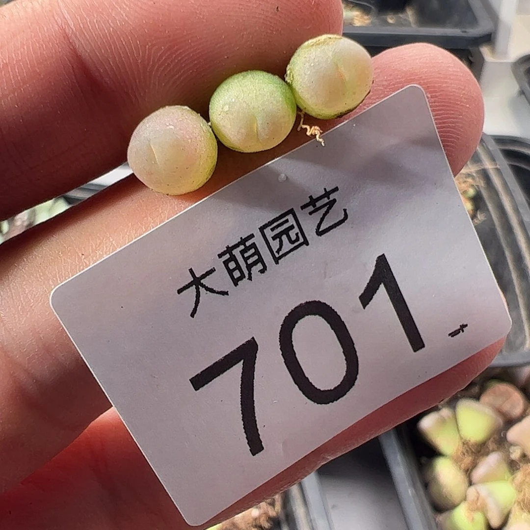 一物一拍默认微瑕。 701