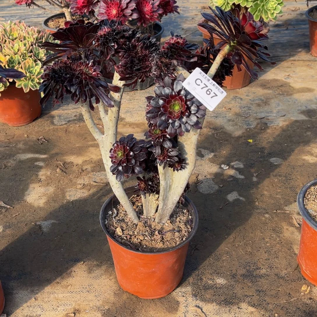 多肉植物767黑法缀