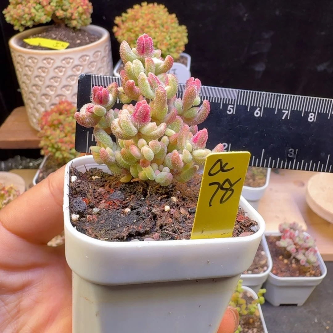 N***?a78号红宝石锦冠服4