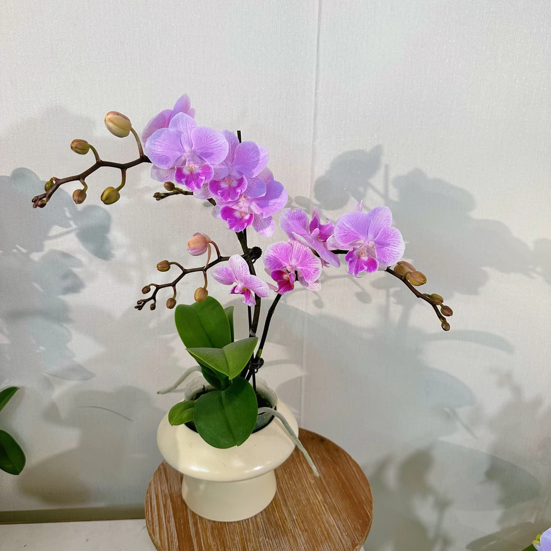 【多肉葡萄（半蜡质花）】（桃粉色系）桌面花型易养耐开蝴蝶兰花卉盆栽
