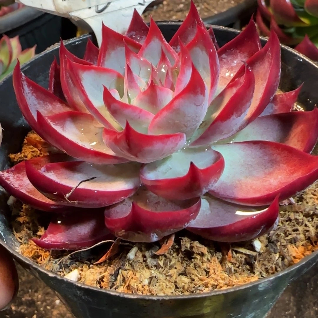 惊鸿一物一拍包装收缩花旱611