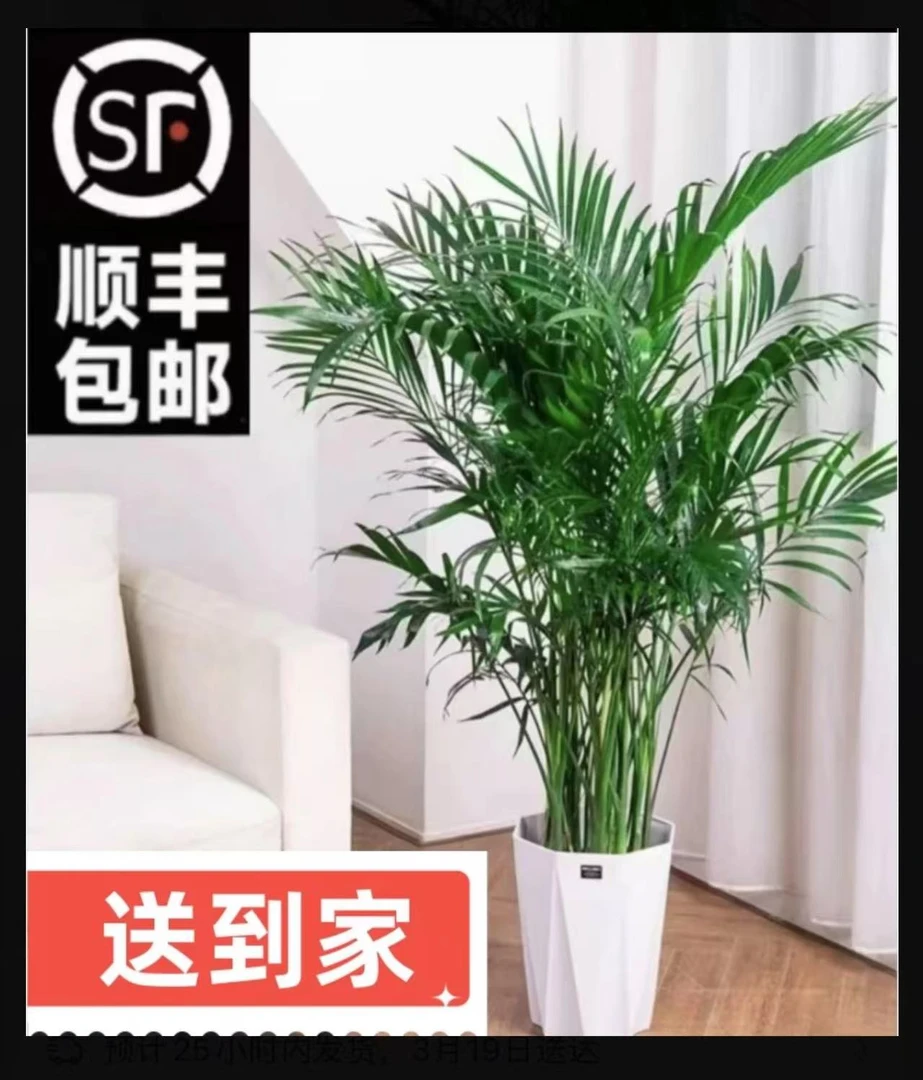 （顺丰包邮）1米-1.2米富贵椰子基地绿植大盆栽室内好养植物盆景