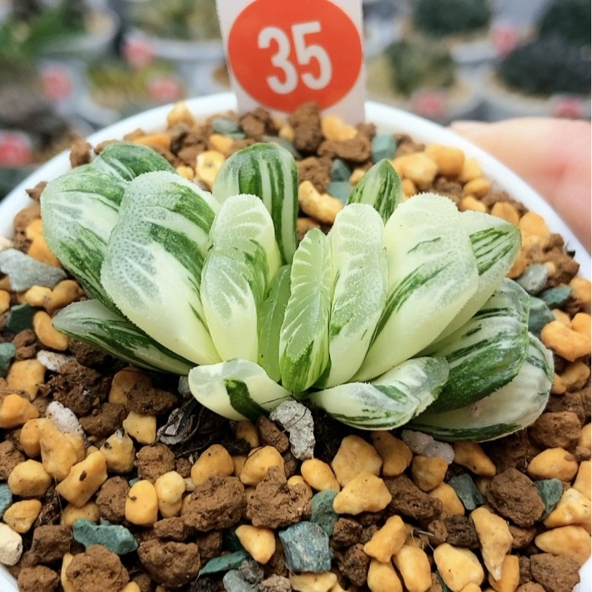 【闪购商品】35绿玉扇锦