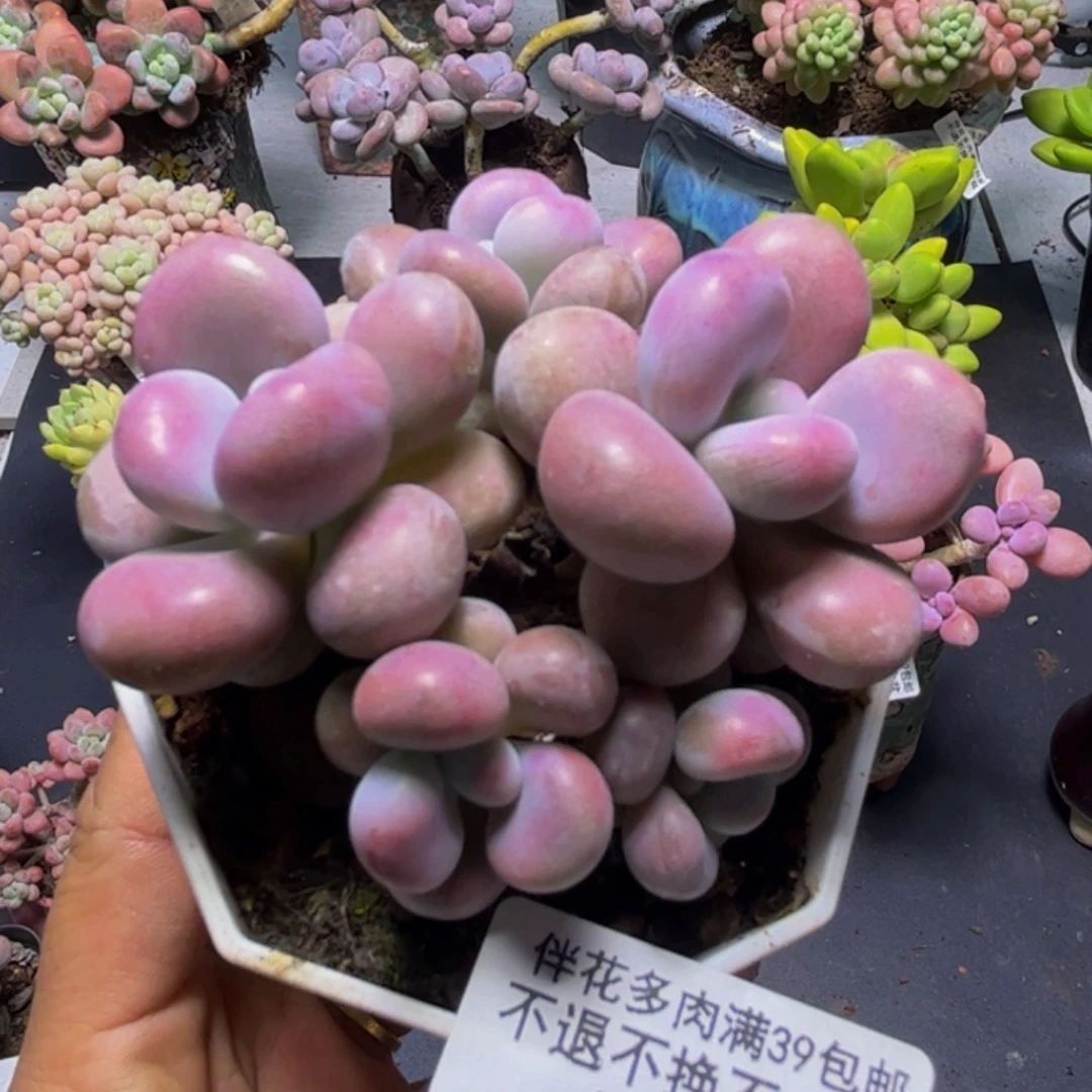 腰子桃蛋881/7cm多肉