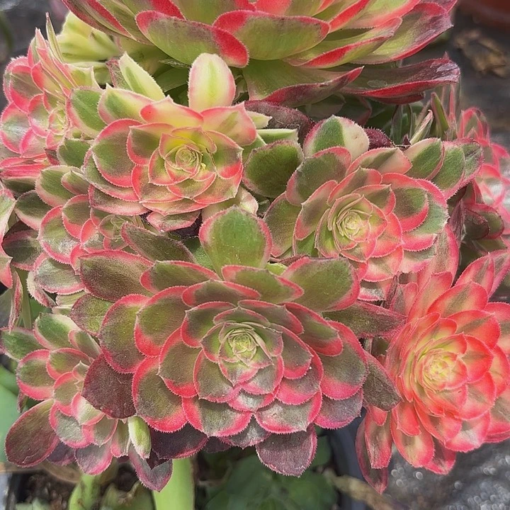 多肉植物玉芙蓉476