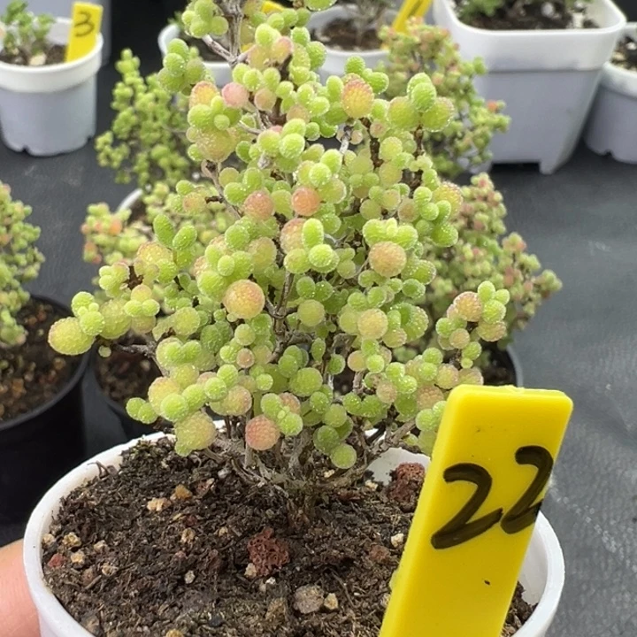 22号彩色蜜橘 一物一拍