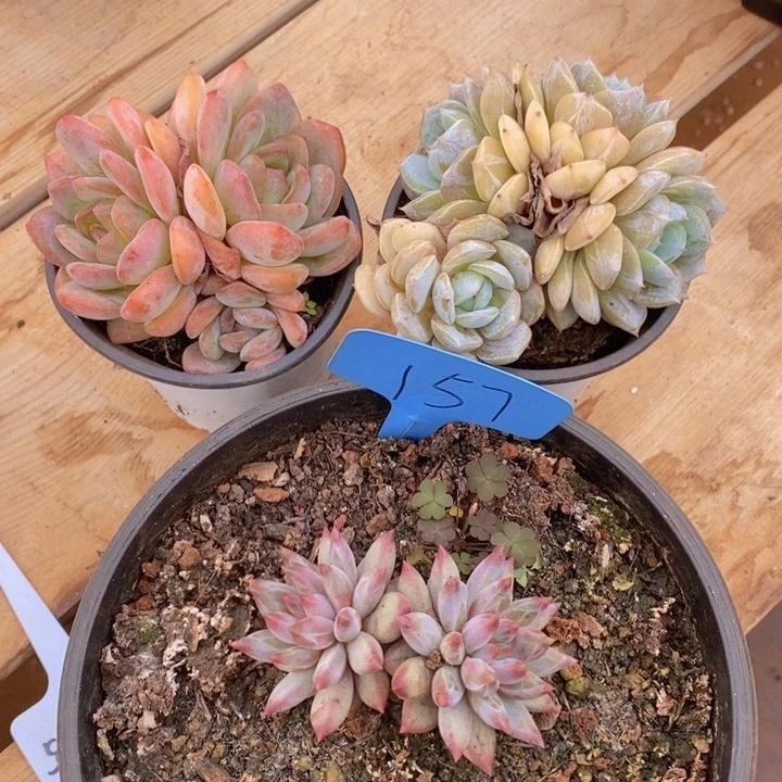 这种现象很明显了呢