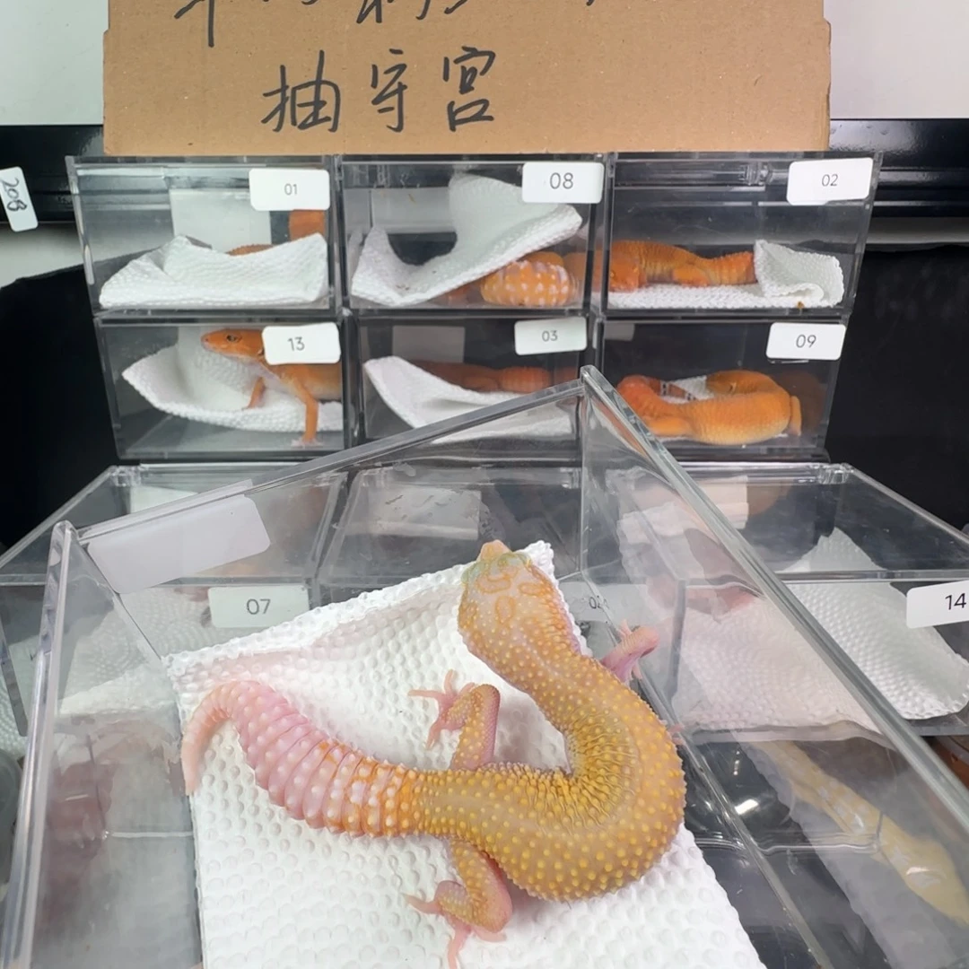 豹纹守宫暴龙妹妹