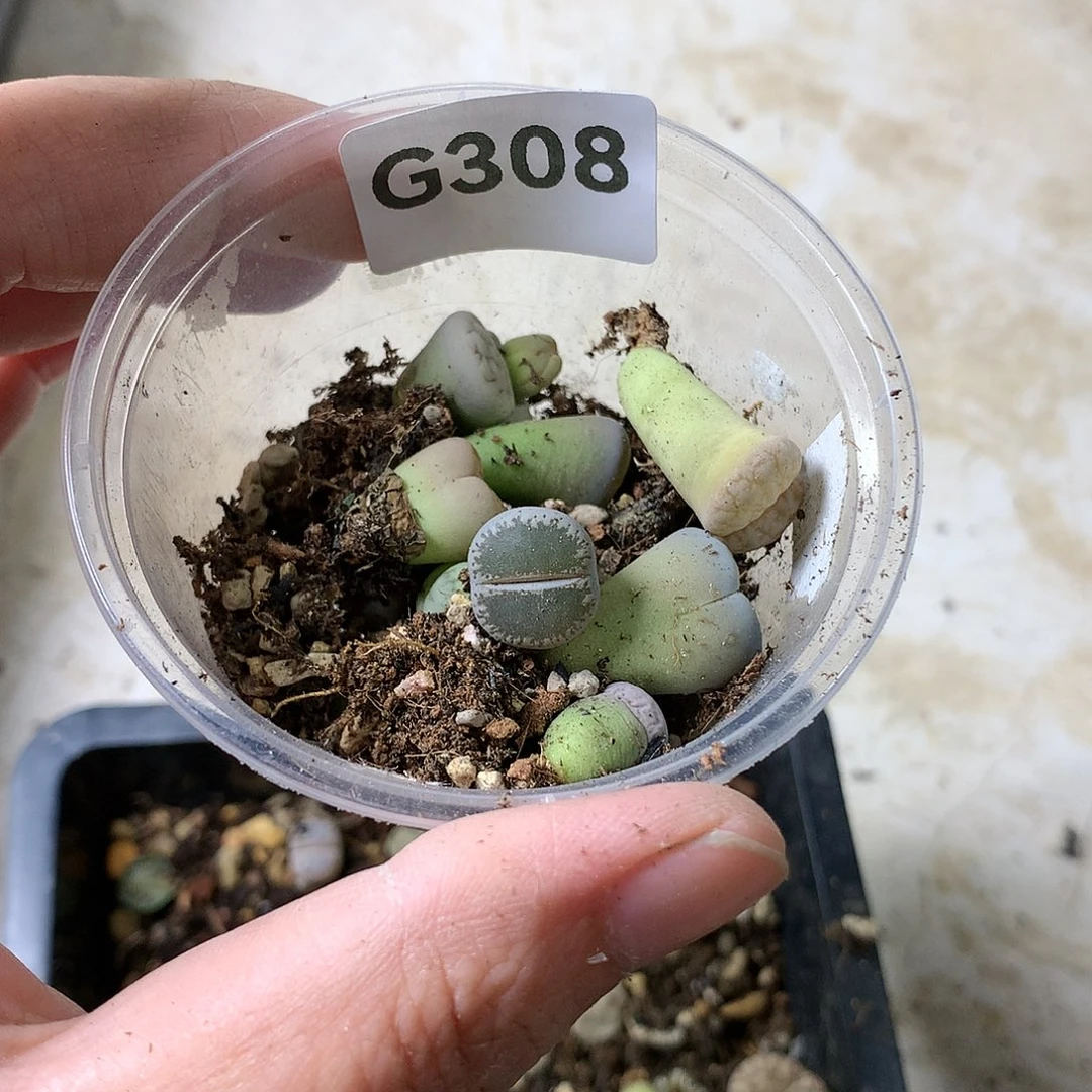 菲*G308多肉植物保护