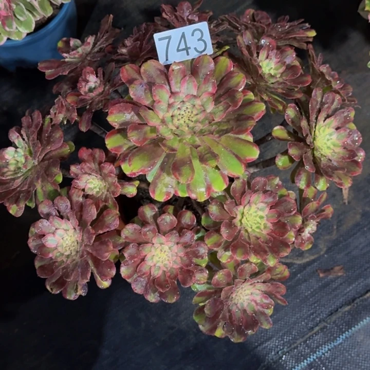 00000000000743奥黛丽