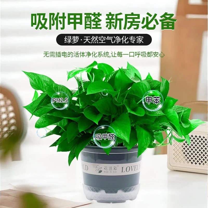 新疆西藏包邮绿萝盆栽室内吸除甲醛长藤垂吊绿箩新房水培花卉绿植