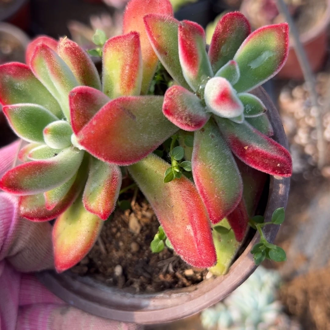 多肉植物我我哦哦