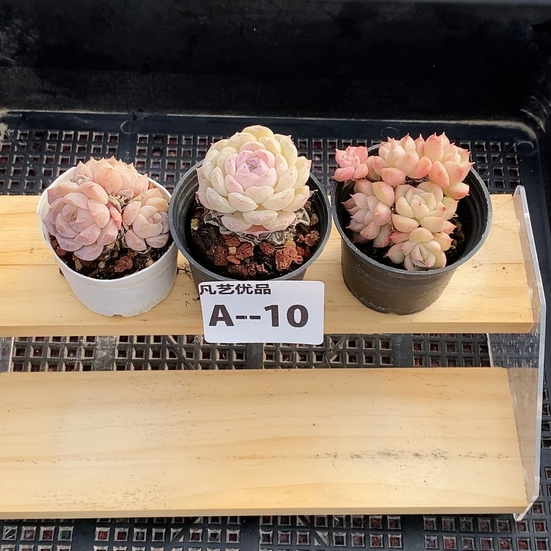 10 精品组合 包邮（偏远除外）