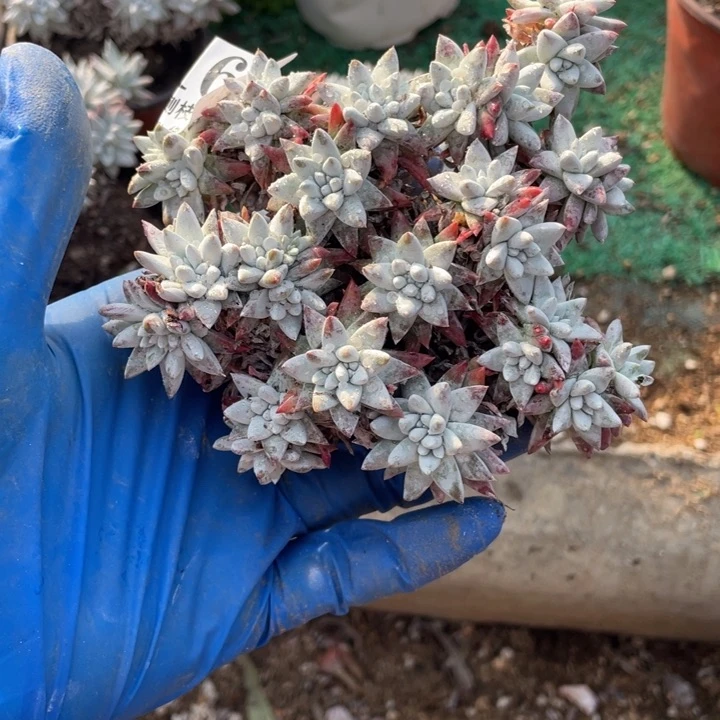 小*161号白菊多肉有干疤