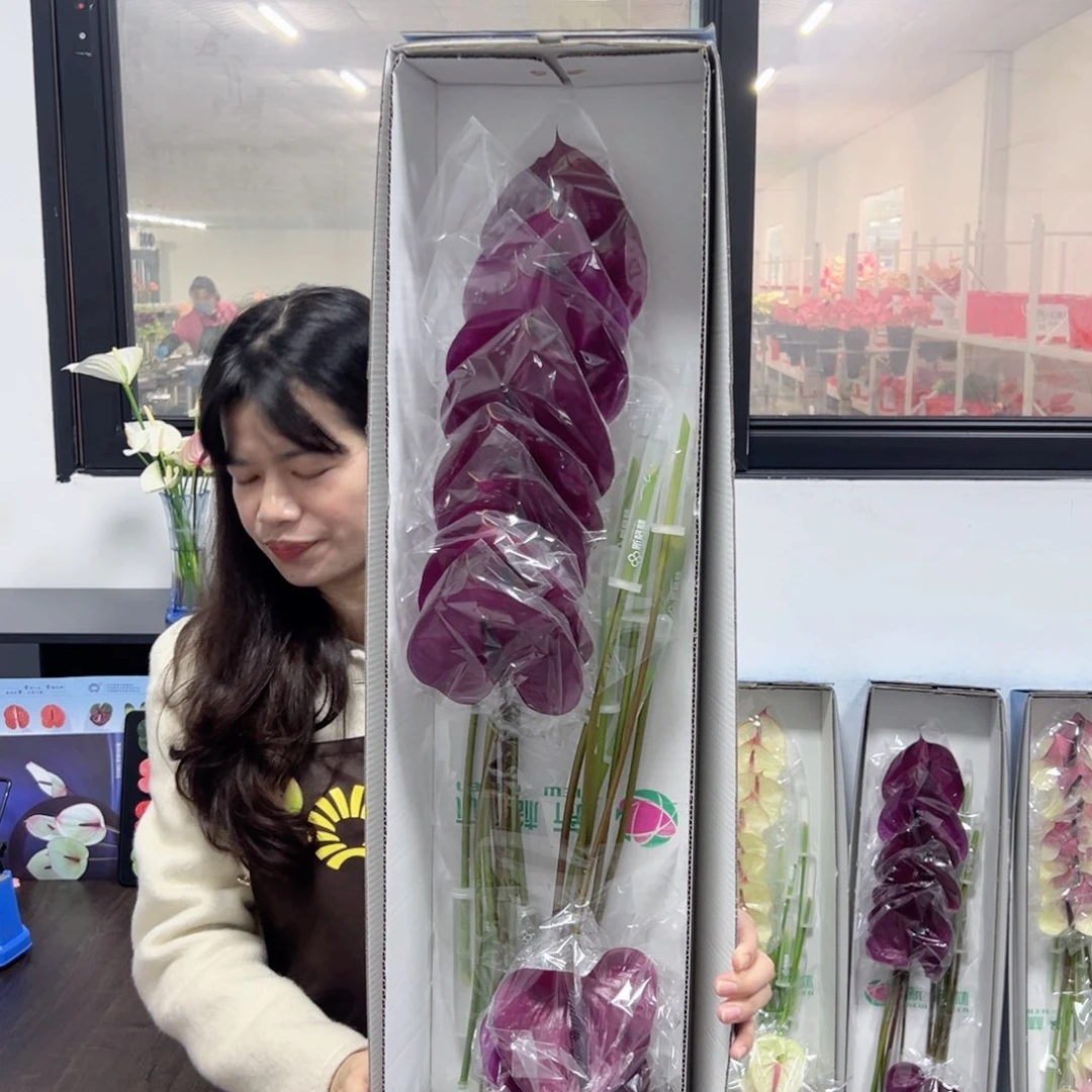 完全开放马拉维利亚-16枝装！