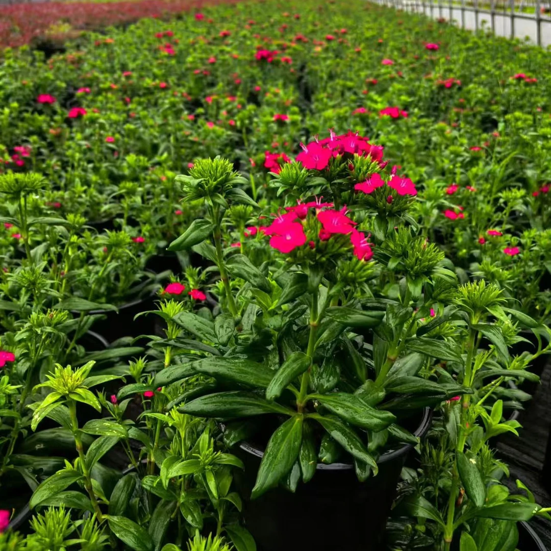 霹雳石竹耐寒耐热带花苞