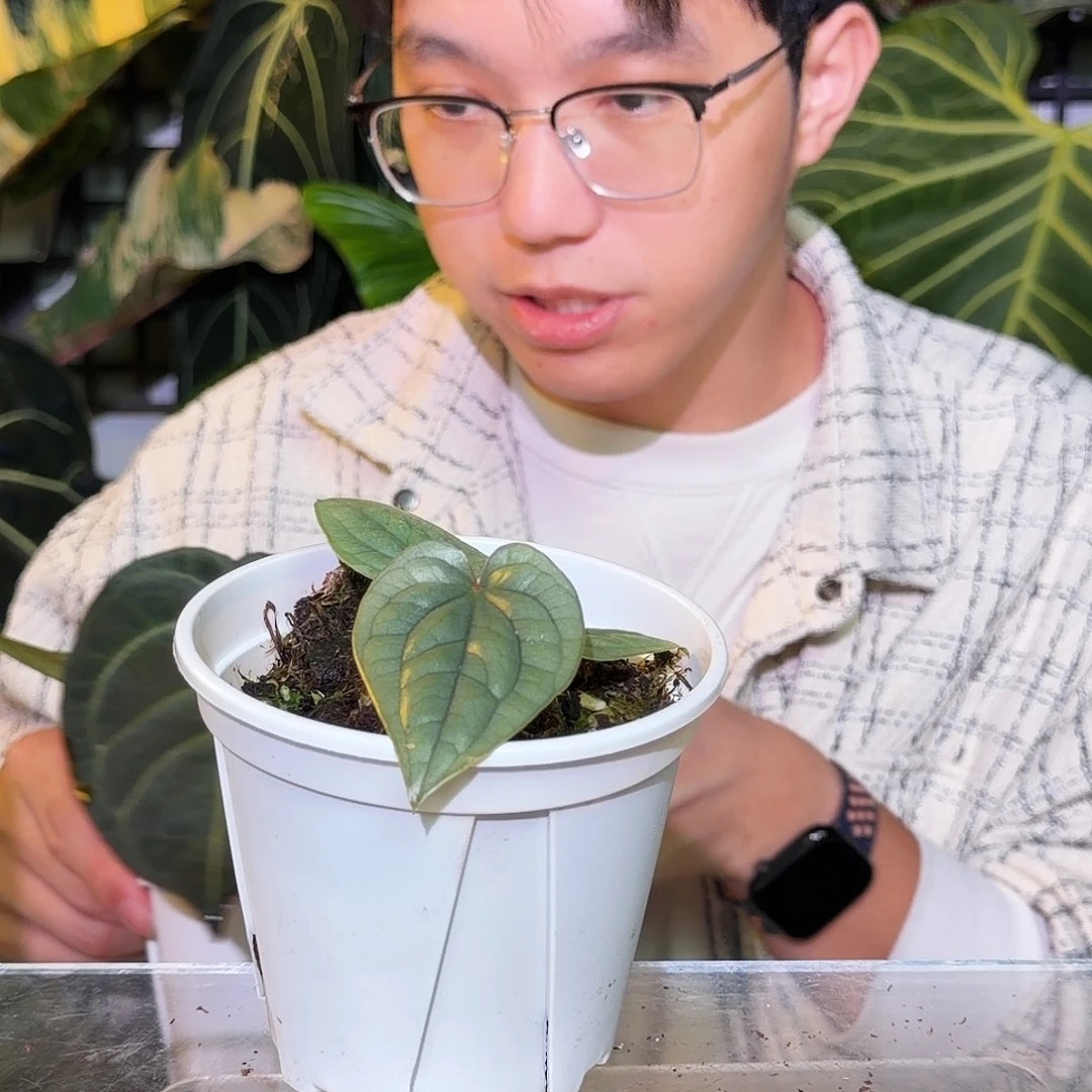 完全开放R98籽播奢华