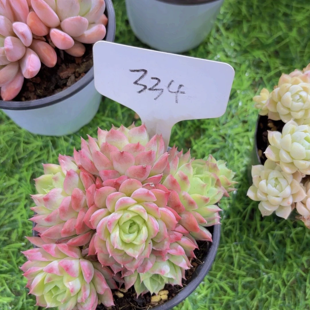 小*我的小可爱们都好可爱啊