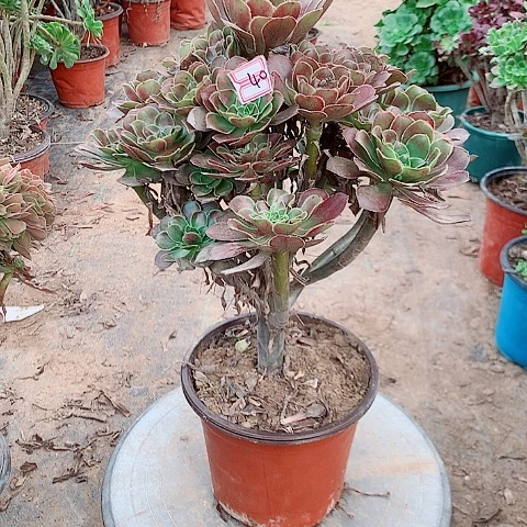 灰圆叶多肉植物法师40