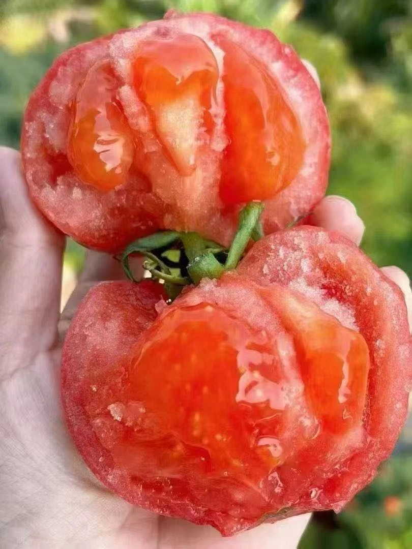 【全国包邮】沙漠草莓心西红柿 沙瓤肉细