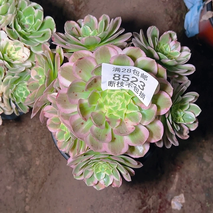 8523海王多肉植物