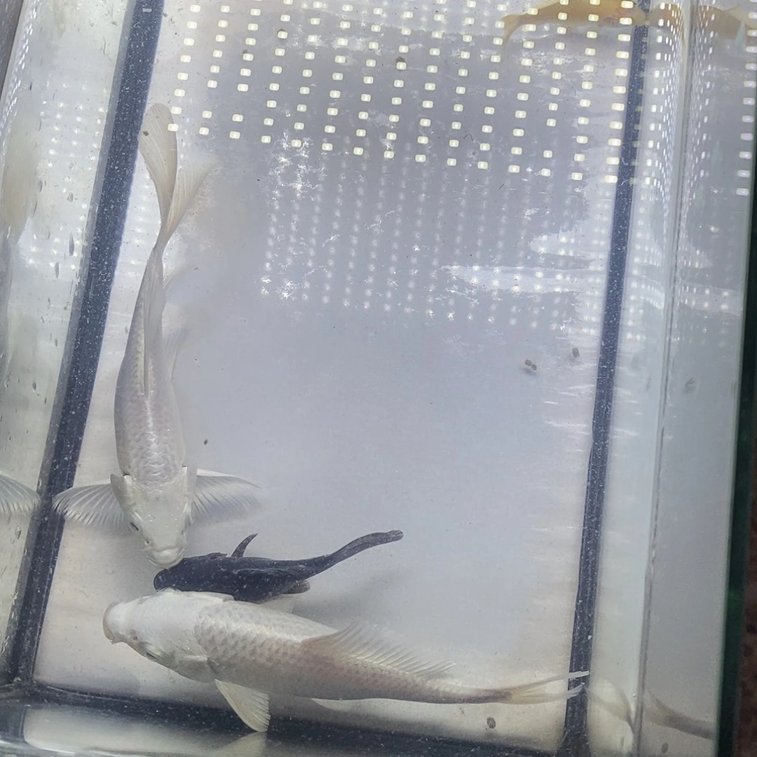 海水鱼蝴蝶蝴蝶了的鱼蝴蝶了