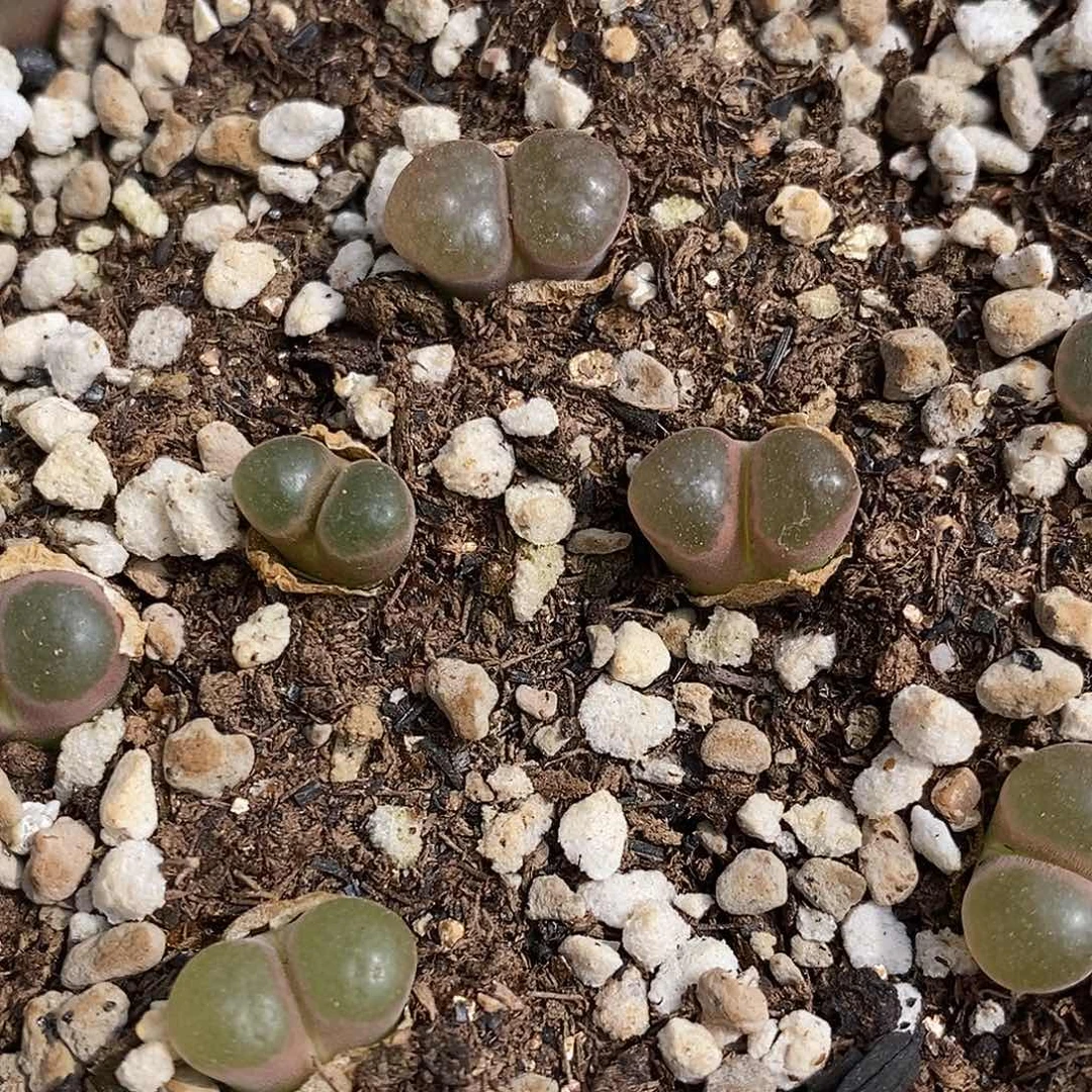 粉磁铁风铃一颗一颗