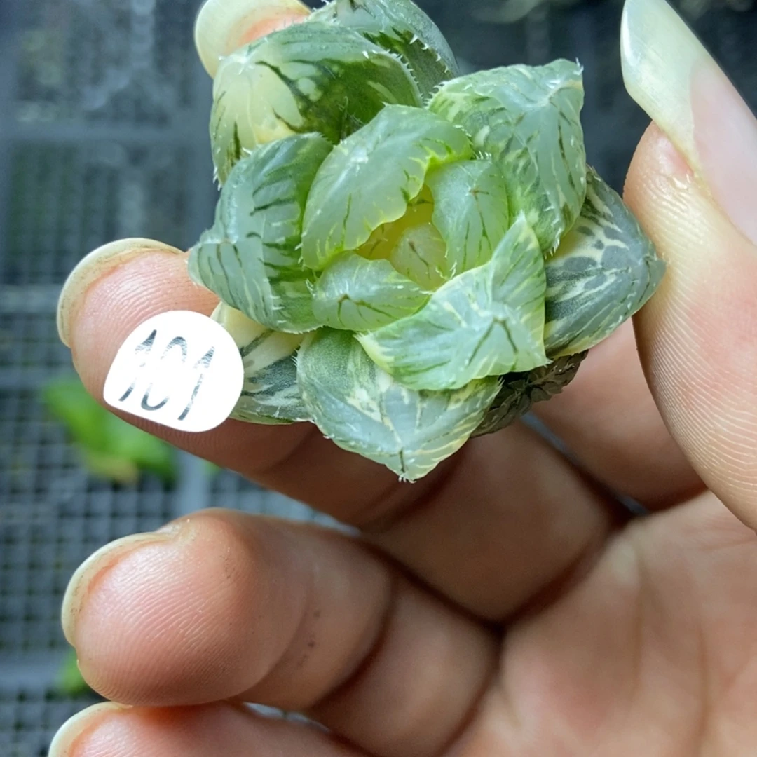 是是是是是是是是是寿