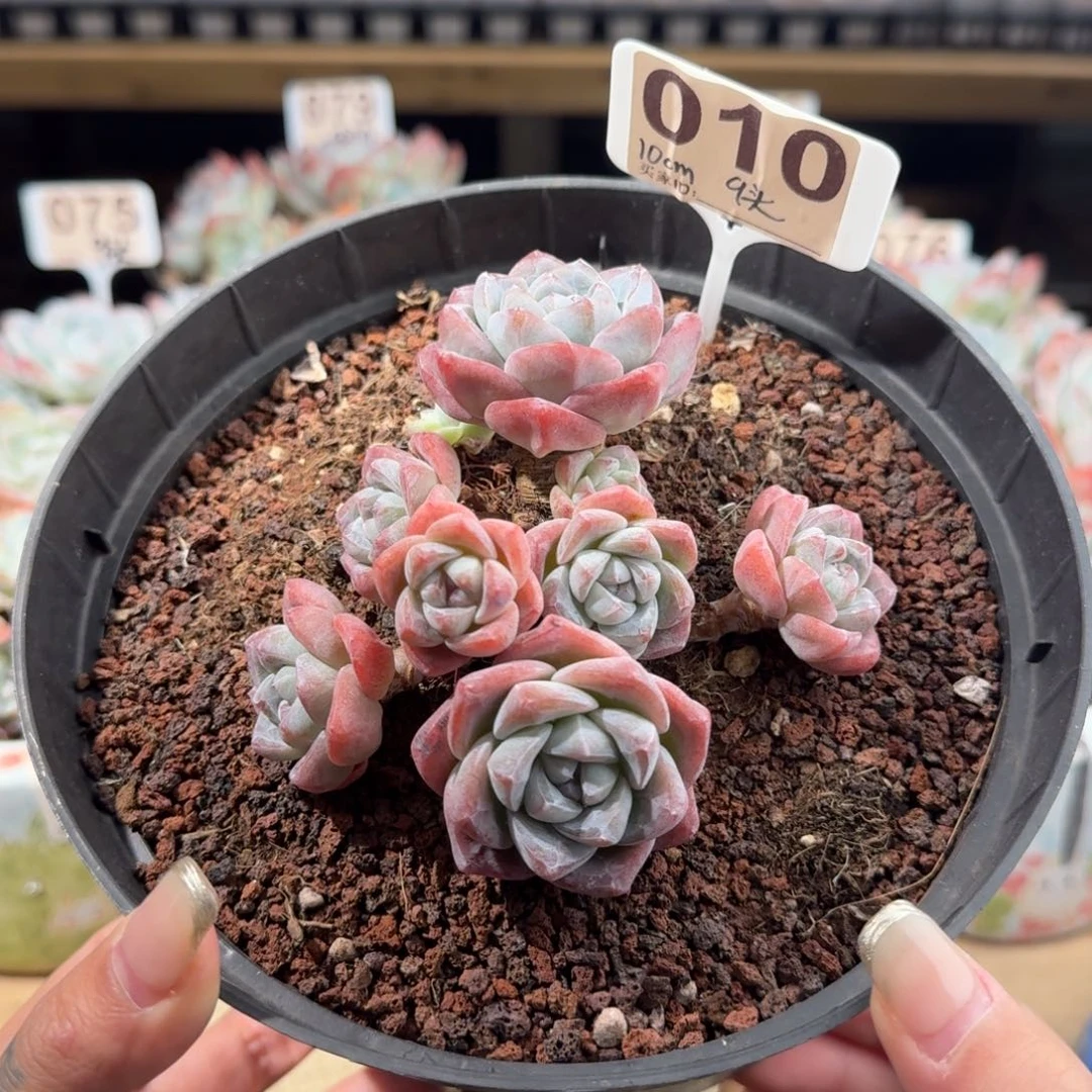 010号冰玉群生老桩9头