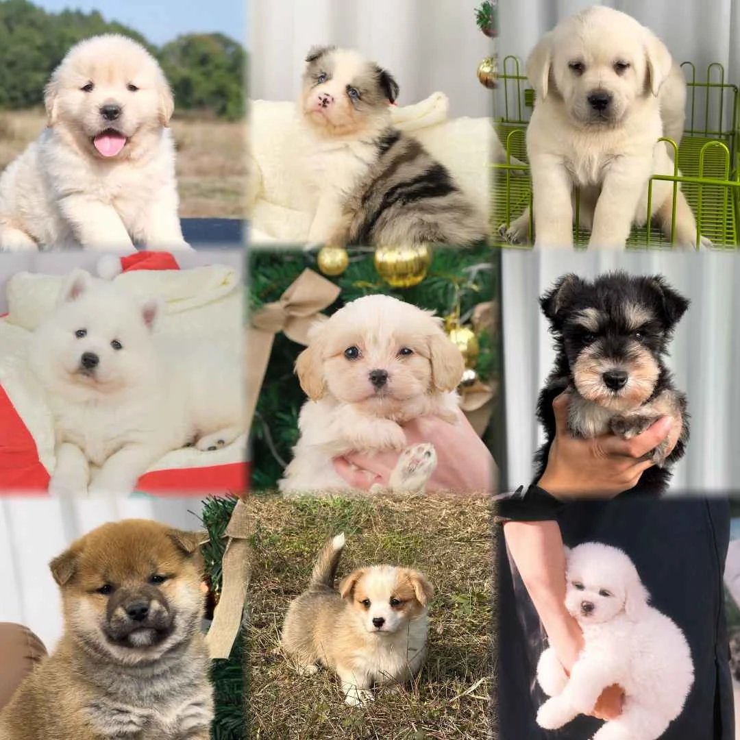 【迪克犬舍】金毛边牧拉布拉多萨摩耶柯基比熊雪纳瑞萌宠